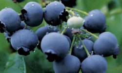 BlueDuke from web BlueDuke from web