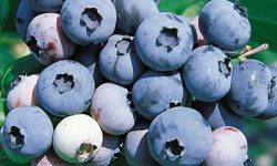 Blueberry Jersey from web Blueberry Jersey from web