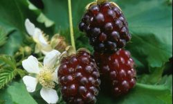 Boysenberries Boysenberries