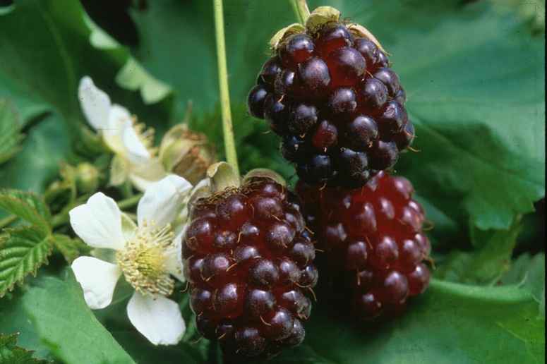 Fresh Boysenberries (Ready-Picked) - Image 2