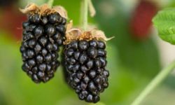 Marion_104 from web Marion_104 from web