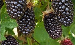 Obsidian JH Obsidian JH