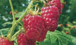 Rasp Meeker from web Rasp Meeker from web