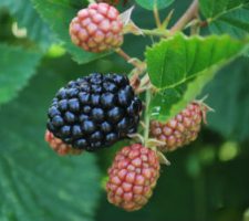 TCBlack 350x250 TCBlack 350x250