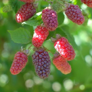 Tayberries JH 062317