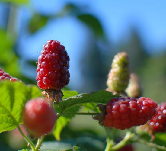 Tayberries Sky JH 062317 Tayberries Sky JH 062317