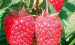 rasp cascade delight from web rasp cascade delight from web