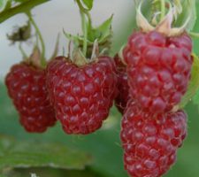 sq_raspberry_tulameen_003 sq_raspberry_tulameen_003