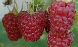 sq_raspberry_tulameen_003 sq_raspberry_tulameen_003