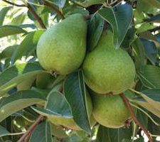 Bartlett Green 2 Bartlett Green 2