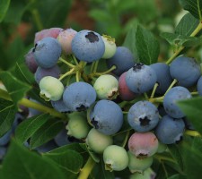 Bluecrop Blueberries 2 Bluecrop Blueberries 2