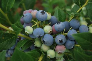 Bluecrop Blueberries 2