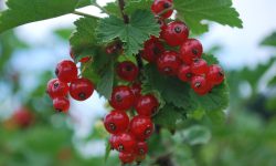 Currant Red Currant Red