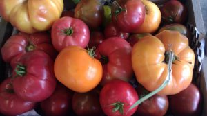 Heirloom Tomatoes