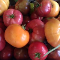 Heirloom Tomatoes Heirloom Tomatoes