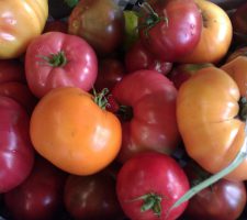 Heirloom Tomatoes Heirloom Tomatoes