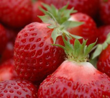 Hood Strawberry from web Hood Strawberry from web