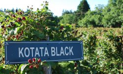 KotataPost KotataPost