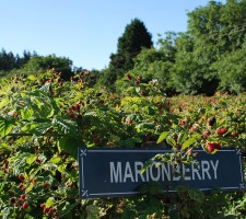 MarionPost MarionPost