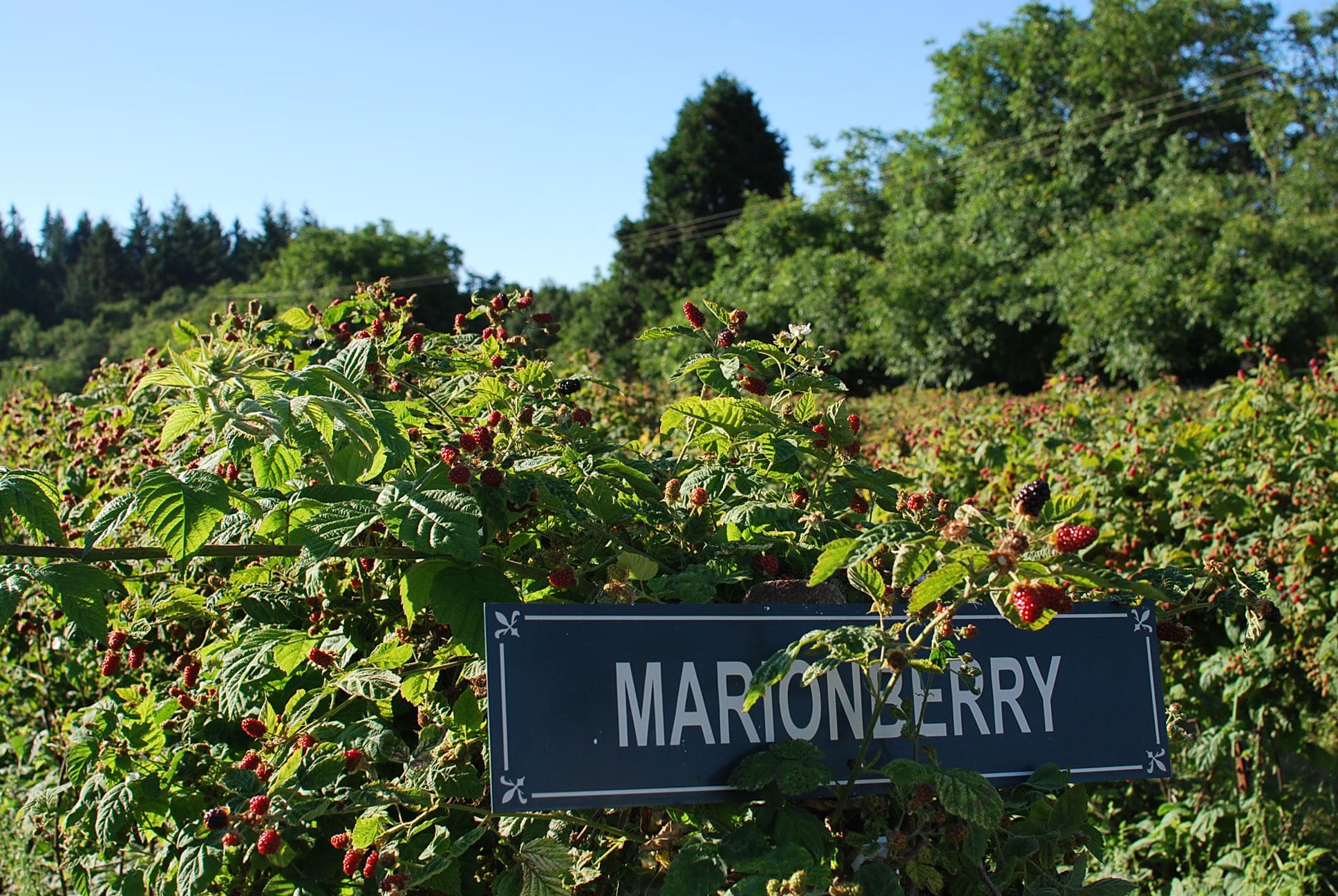 Fresh Marionberries (Ready-Picked) - Image 3