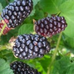 Marionberry