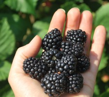 TCBlack in Hand TCBlack in Hand