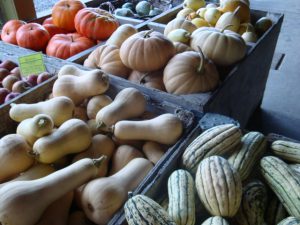 Winter Squash 2