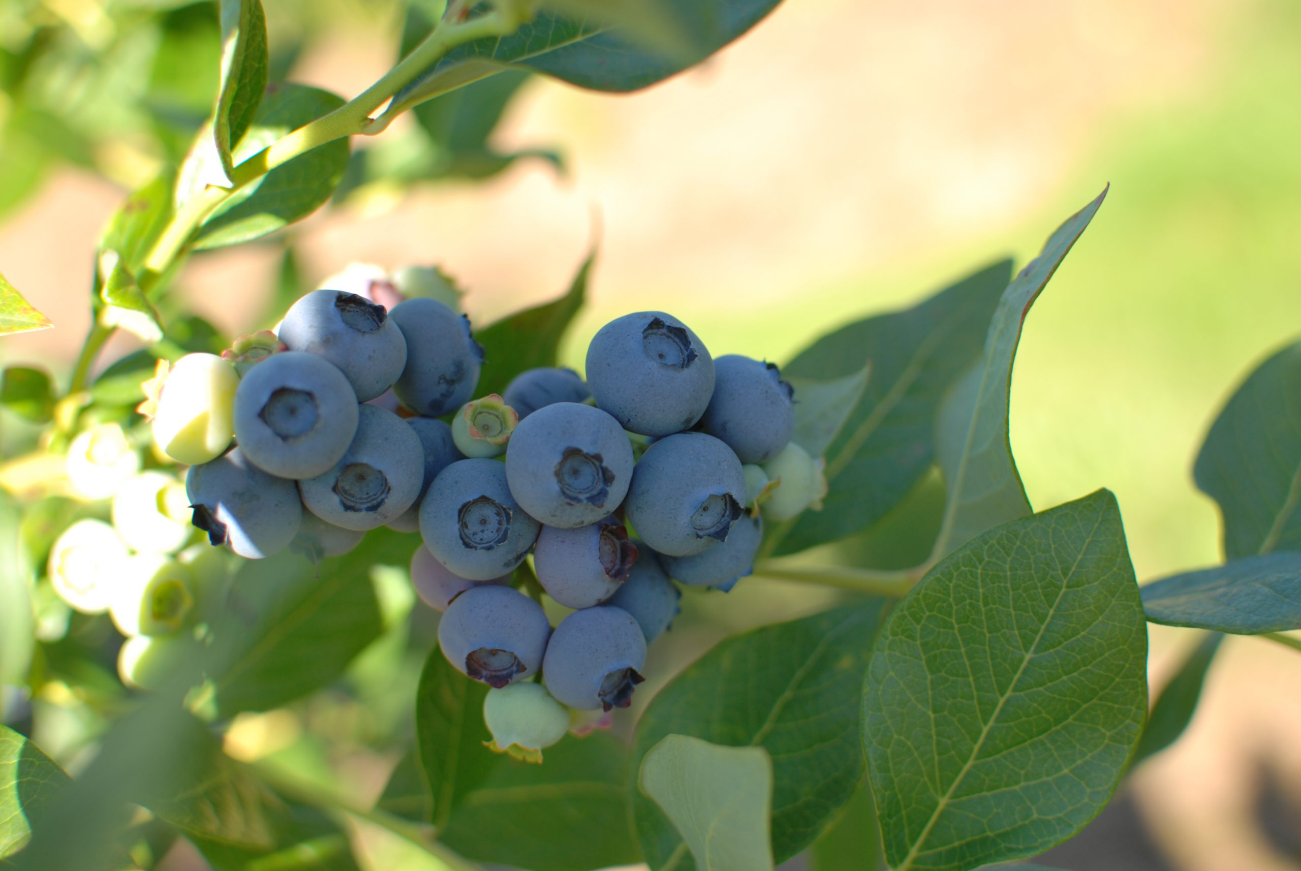 Fresh Blueberries (Ready-Picked) - Image 2