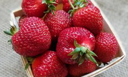 Strawberries Hood 2018 Strawberries Hood 2018