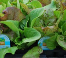 Organic-Lettuce Organic-Lettuce