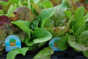 Organic-Lettuce