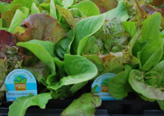 Organic-Lettuce Organic-Lettuce