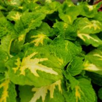 Coleus Kong Jr Green Halo Coleus Kong Jr Green Halo