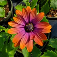 Osteo Copper Amethyst Osteo Copper Amethyst