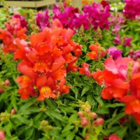 Snapdragons Snapdragons