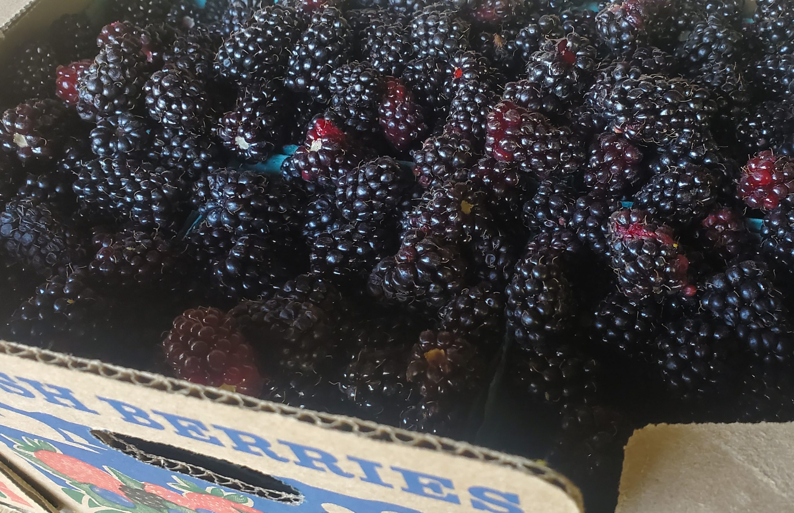 Fresh Marionberries (Ready-Picked) - Image 4