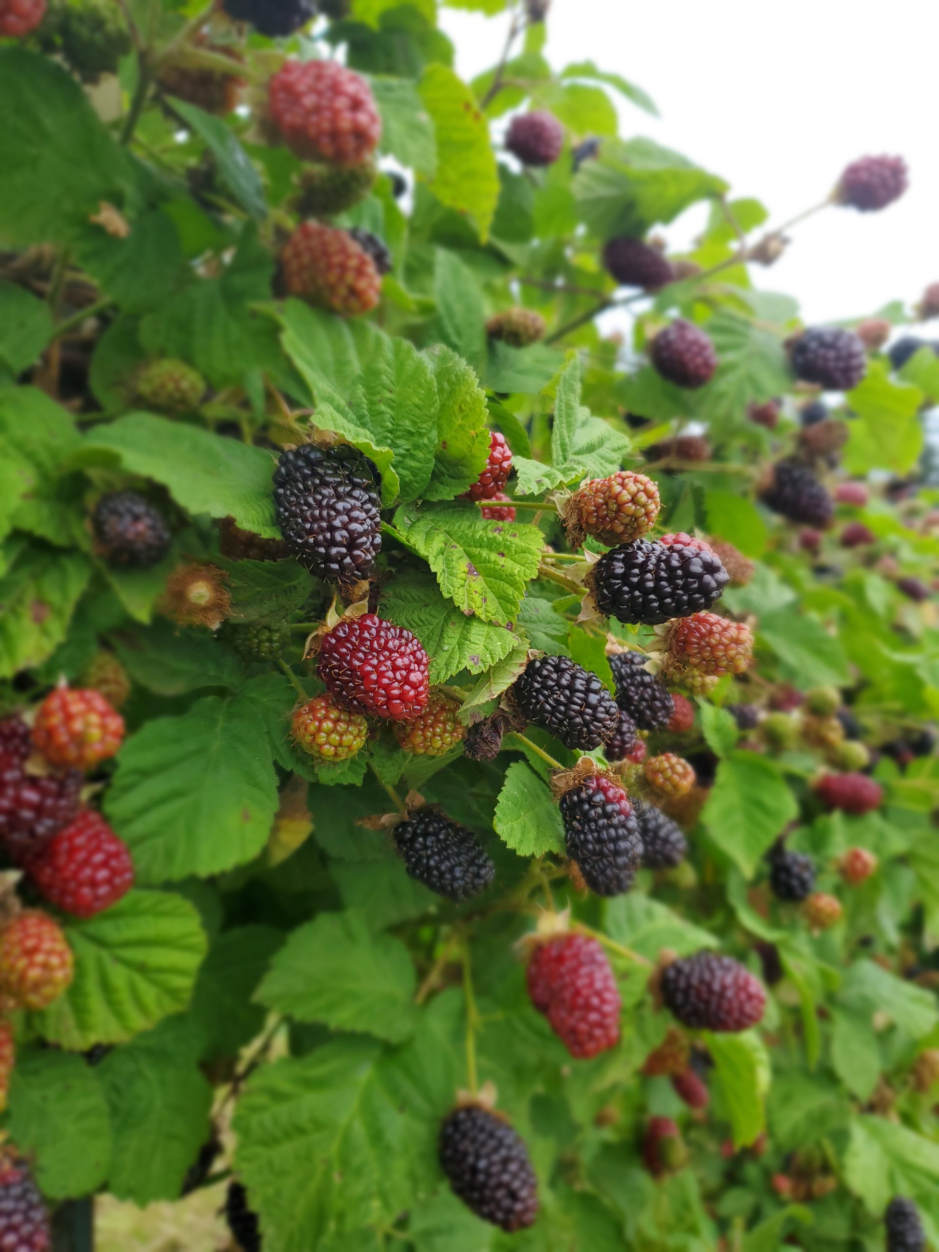 Fresh Marionberries (Ready-Picked) - Image 2