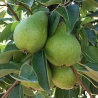 Bartlett Green Crop JH