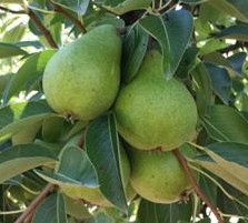 Bartlett Green Crop JH