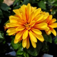 Dahlia Bronze Dahlia Bronze