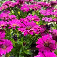 Osteo Kardinal Osteo Kardinal