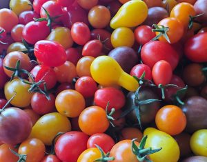 Tomato Cherry SBB 092024 2