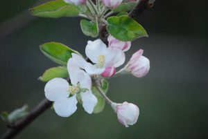 Apple Blossoms DSC_0682 JH