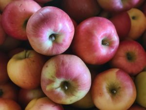 Apple Northern Spy 20251117_140204