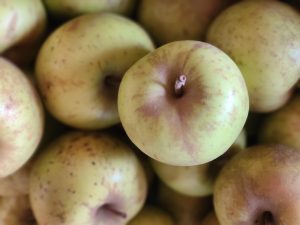 Apple Roxbury Russet 20251117_135620