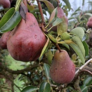 Pear Red Bartlett Tree RH 081525