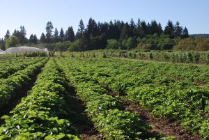 Strawberry Field 2016-05-10