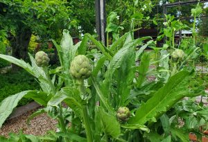 Artichokes 20250520