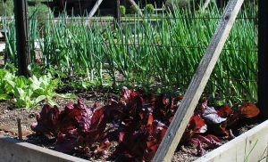 Raised Bed Veg