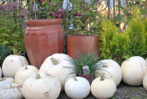 White Pumpkins